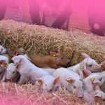 Weekend van het Varken